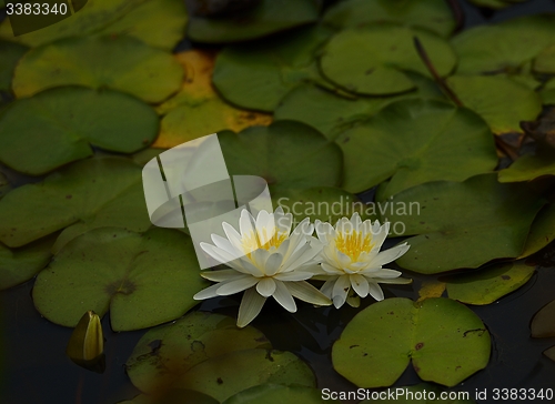 Image of Pink Lily