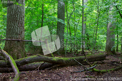 Image of Primeval deciduous stand of natural stand in summertime