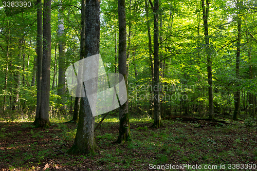 Image of Deciduous stand of Bialowieza Forest in morning