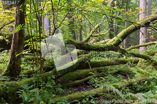 Image of Old oak tree broken lying in summertime forest