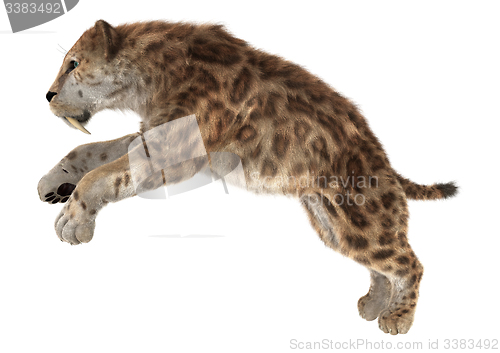 Image of Big Cat Smilodon