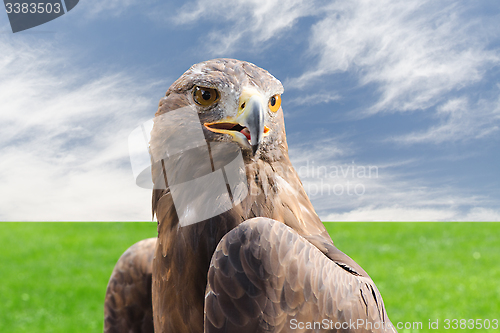 Image of Golden eagle strong raptor bird against cloudy sky and grass