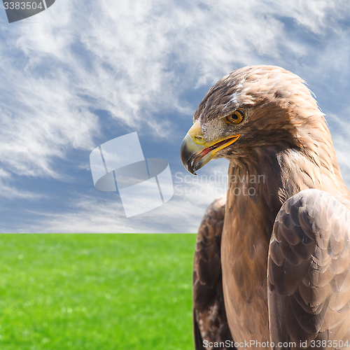 Image of Vertical profile portrait of golden eagle over sky and grass