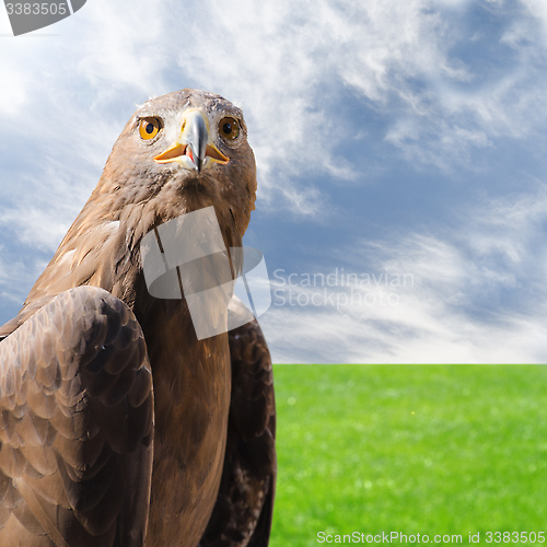 Image of Predator bird golden eagle over natural sunny background