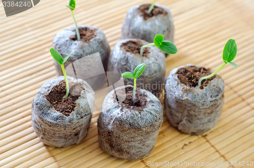 Image of sprouts