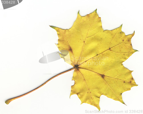 Image of autumnal leaf