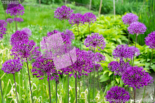 Image of Purple Allium flower.