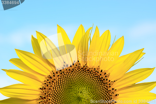 Image of Sunflower against the blue sky.