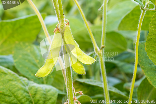 Image of Young green soya bean.