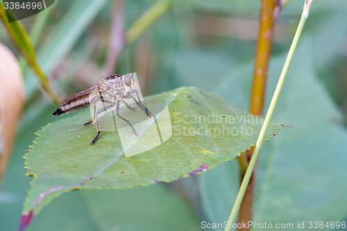 Image of Fly on a green leaf.