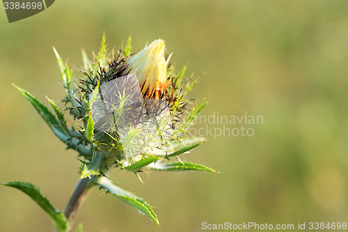 Image of Bud Carline thistle.