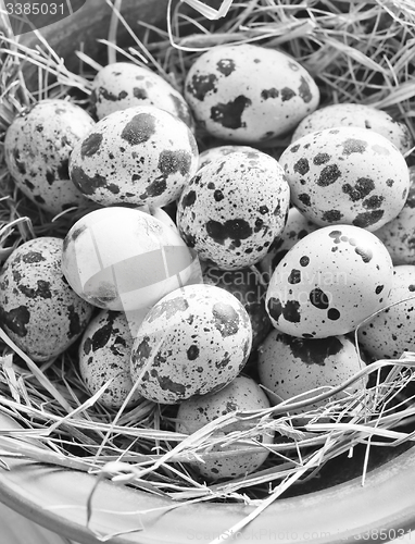 Image of raw guail eggs