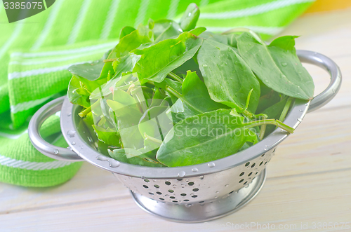 Image of sorrel