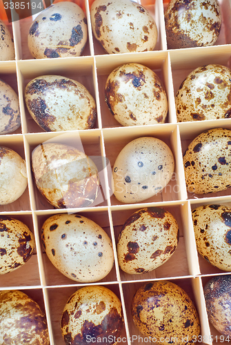 Image of quail eggs