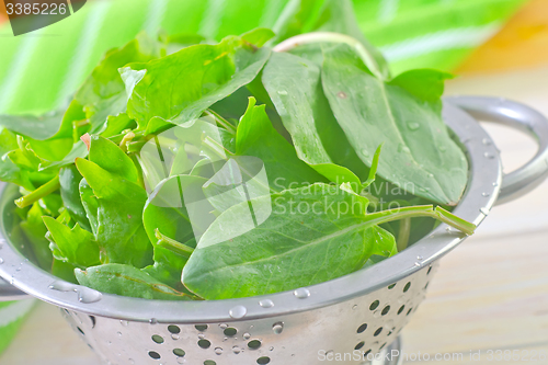 Image of sorrel