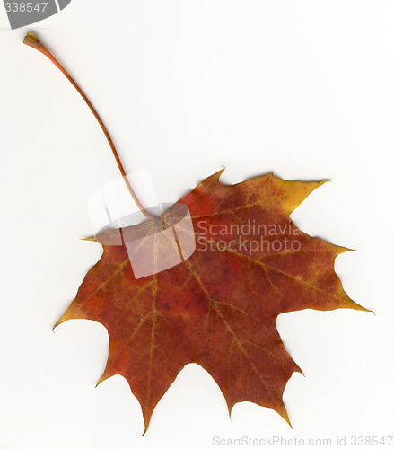 Image of autumnal leaf