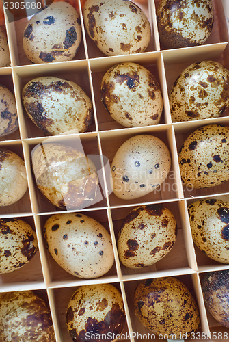 Image of quail eggs