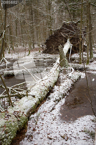 Image of Old natural stand of Bialowieza Forest by water
