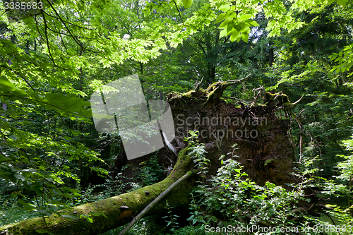 Image of Wind fall over huge spruce tree in summer