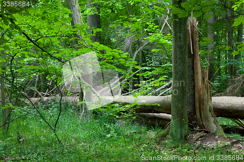 Image of Old broken spruce in summertime forest stand