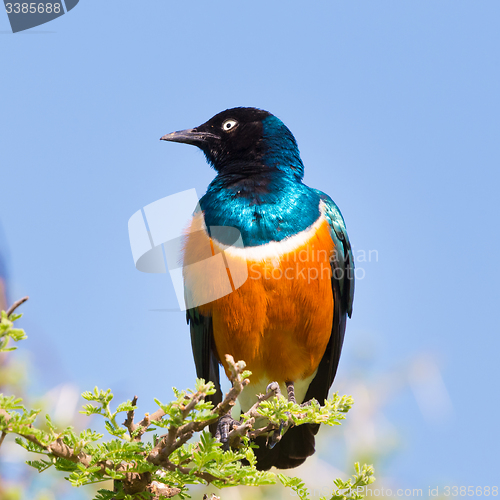 Image of Superb Starling Bird, Lamprotornis superbus.