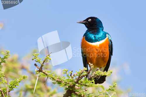 Image of Superb Starling Bird, Lamprotornis superbus.