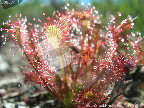 Image of Sundew