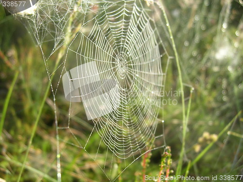 Image of Spiderweb