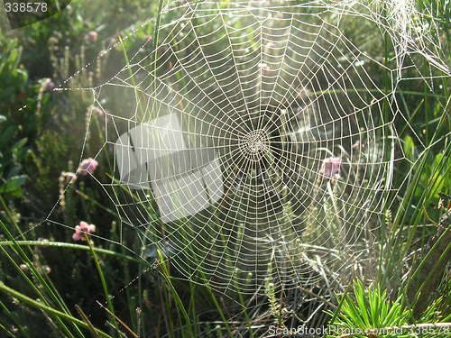 Image of Spiderweb