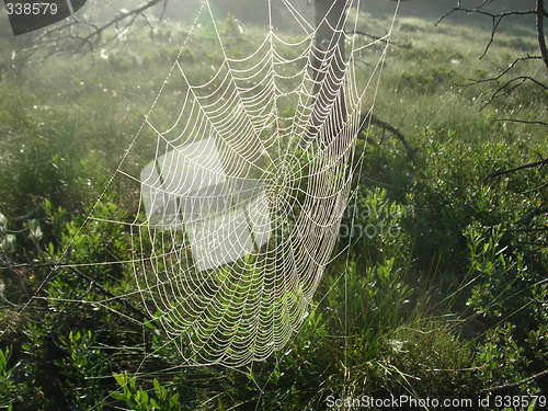 Image of Spiderweb