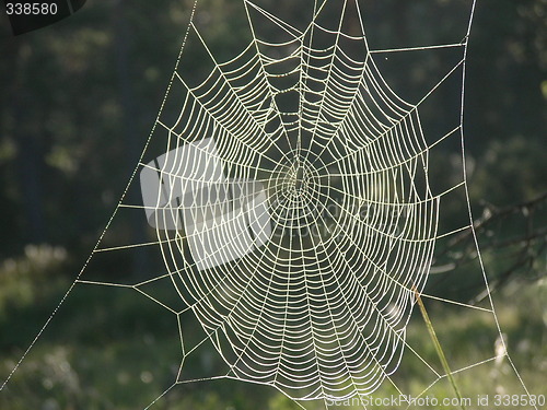 Image of Spiderweb