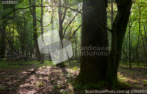 Image of Summer sunset with light entering rich deciduous stand