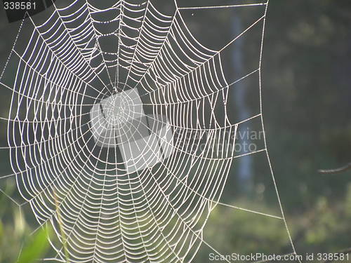 Image of Spiderweb