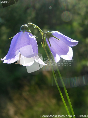 Image of Bluebell