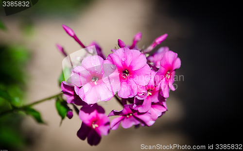 Image of Authumn phlox