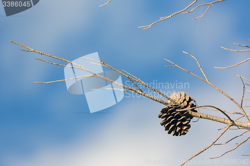 Image of Abstract hoto of some winter branches