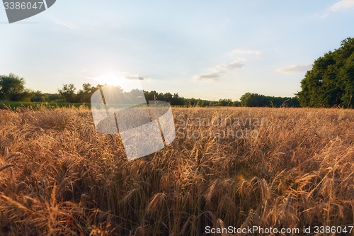 Image of Large agricultural field with cereal