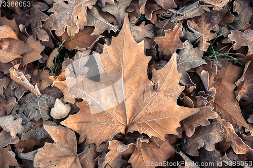 Image of Fallen leaves