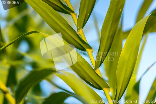 Image of Fresh green plants outdoors 