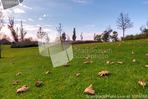 Image of Green lawn at the park