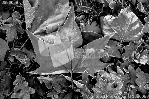 Image of Fallen leaves