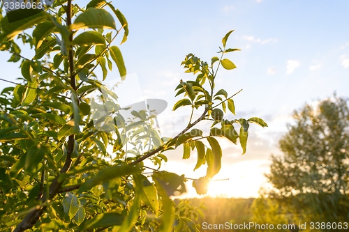 Image of Fresh green plants outdoors 