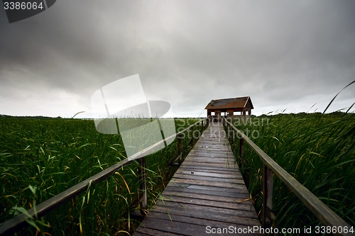 Image of Wooden path trough the reed