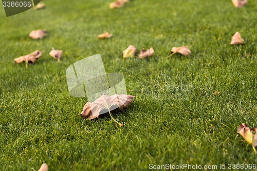 Image of Green lawn at the park
