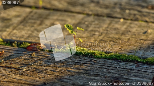 Image of Fresh green plant outdoors