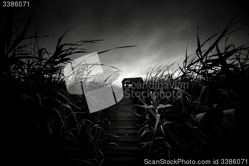 Image of Wooden path trough the reed