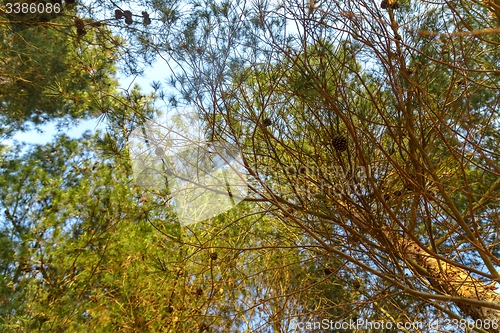 Image of Abstract hoto of some winter branches