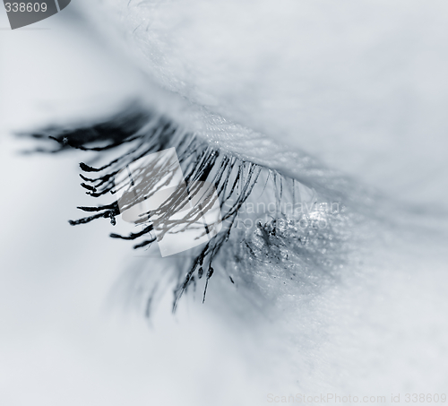 Image of Eyelashes