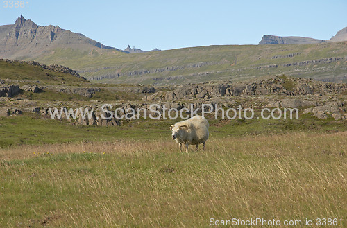 Image of Sheep