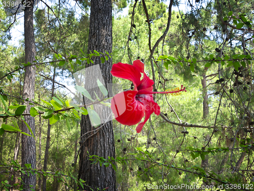 Image of red hibiscus flower